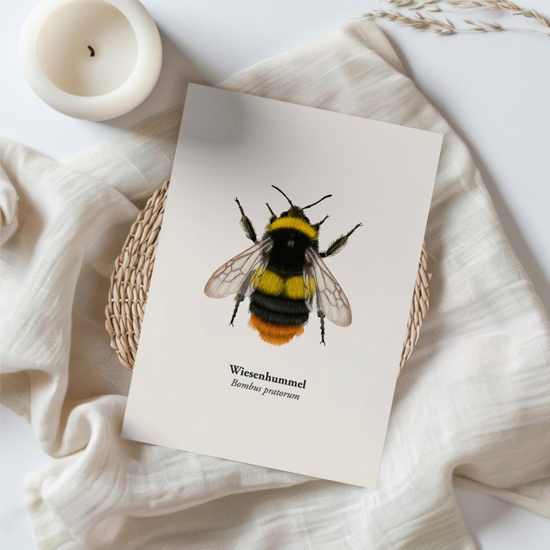 Hummel Postkarte – Hochwertige Grußkarte mit Zeichnung von Wiesenhummel – FSC®-Papier