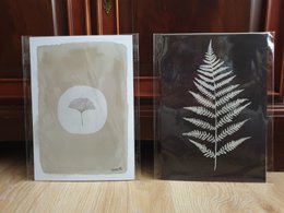 Japandi Plant Poster "White Ginkgo" A4 - Impressions d'art durables sur papier recyclé sous cellophane