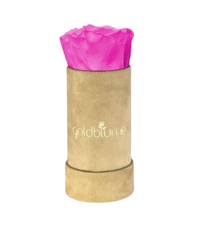 Velvet Beige Collection