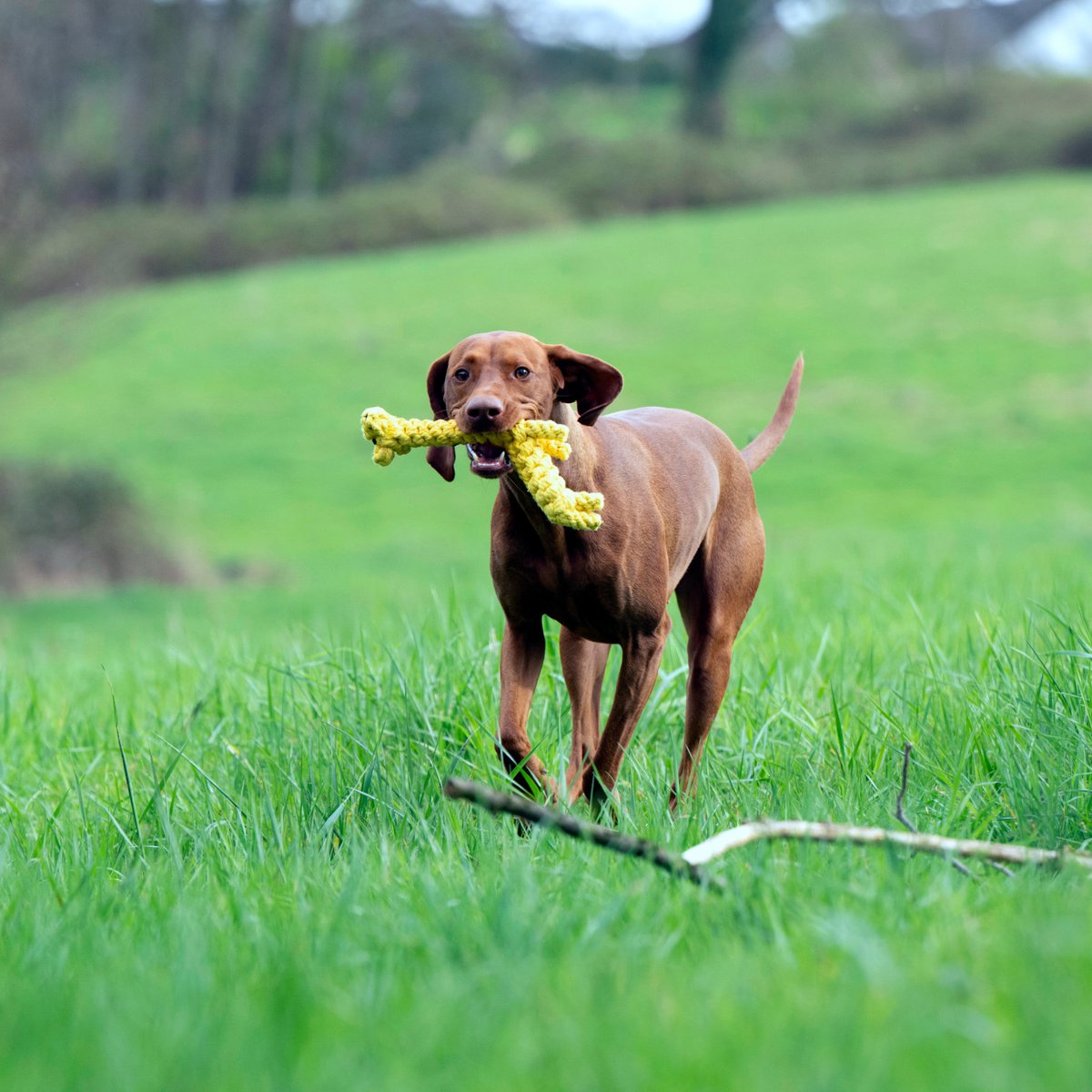 Greta Giraffe - giocattolo cult per cani