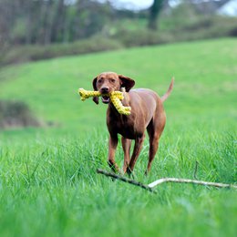 Greta Giraffe - kultlegetøj til hunde