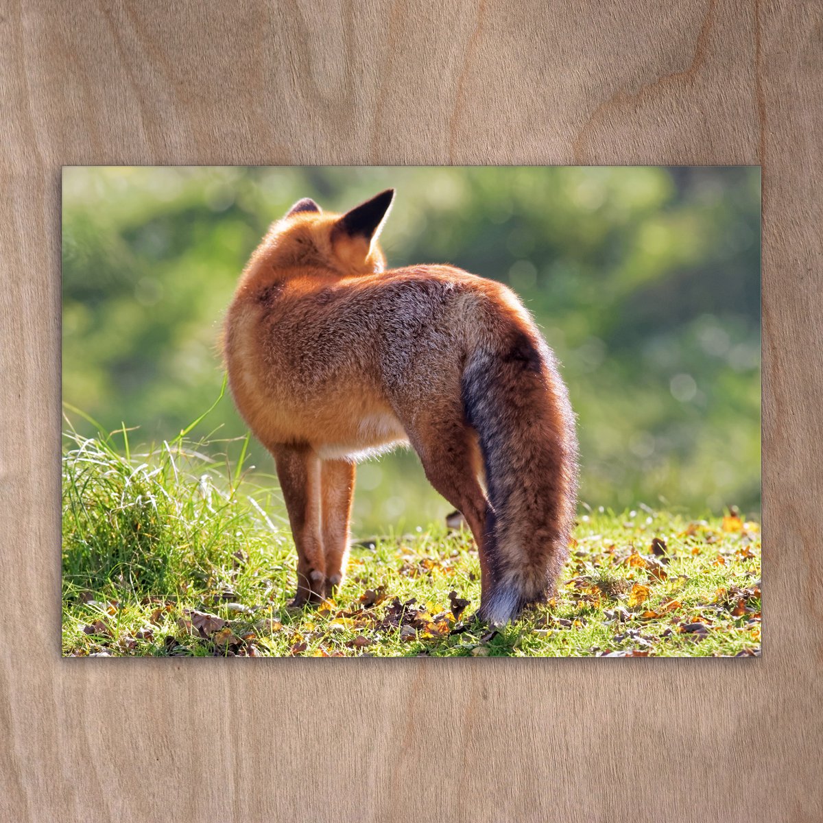 Carte postale, carte postale, 0352 renard roux renards roux, renards renards dunes adieu