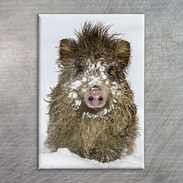 A cute and fuzzy wild boar piglet in the snow, with a round shape and a friendly expression. The image shows the animal's distinctive features, including its coarse fur, snout, and eyes.