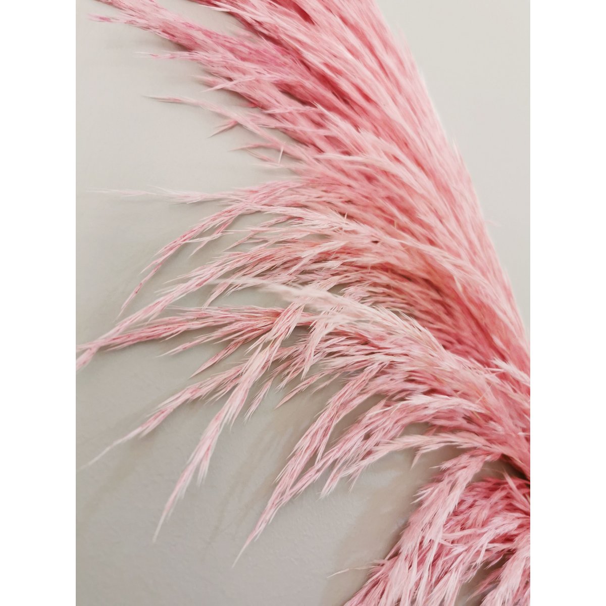 Pampas Magenta, stabilizowany, +/- 80cm, 1 łodyga