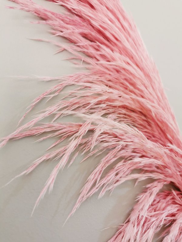 Pampas Magenta, stabiliseret, +/- 80cm, 1 stilk