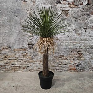 Plant yucca zijde 55xH100cm (40103)