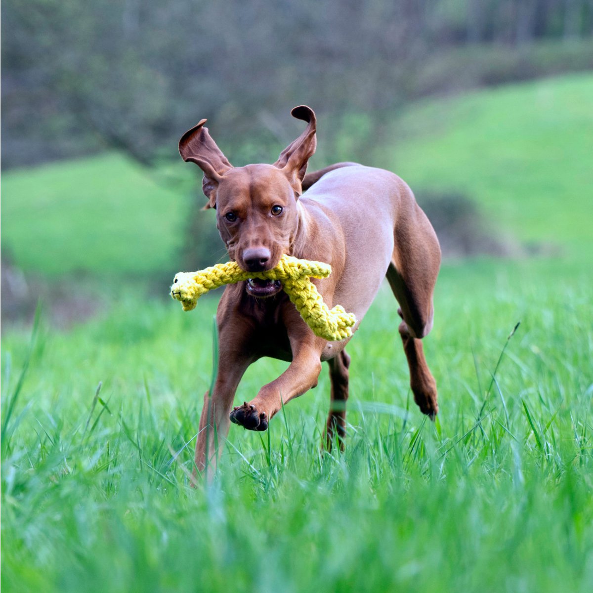 Gretchen Giraffe - giocattolo cult per cani