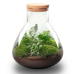 Kit DIY Terrarium - Sam XL - Jardin de Bouteilles - ↑ 35 cm