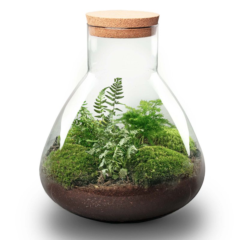 Kit DIY Terrarium - Sam XL - Jardin de Bouteilles - ↑ 35 cm