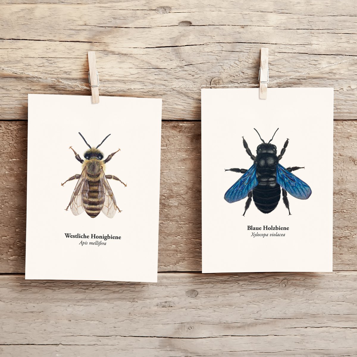 Postal de Honeybee - Ilustración de la Honeybee occidental (Apis mellifera) para apicultores y amantes de la naturaleza