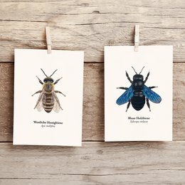 Honigbiene Postkarte – Illustration der Westlichen Honigbiene (Apis mellifera) für Imker und Naturfreunde