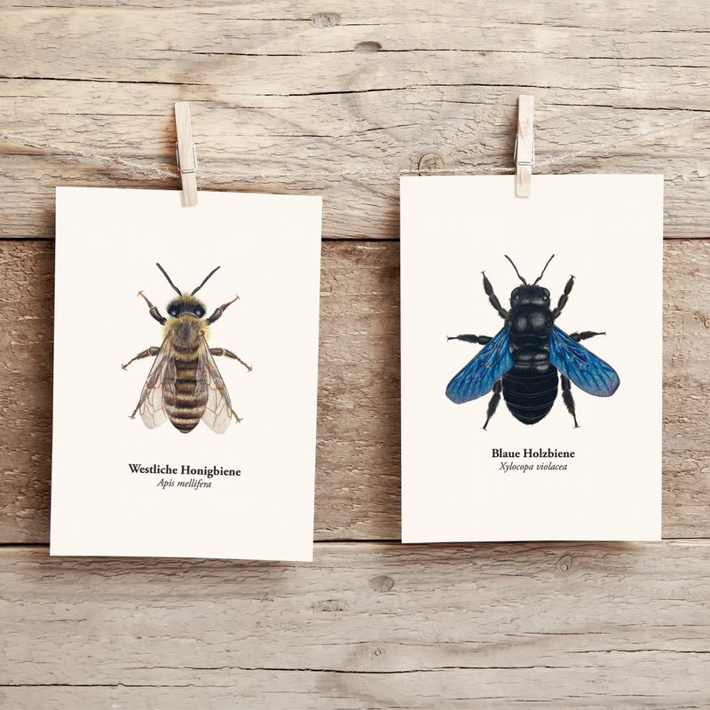 Honigbiene Postkarte – Illustration der Westlichen Honigbiene (Apis mellifera) für Imker und Naturfreunde