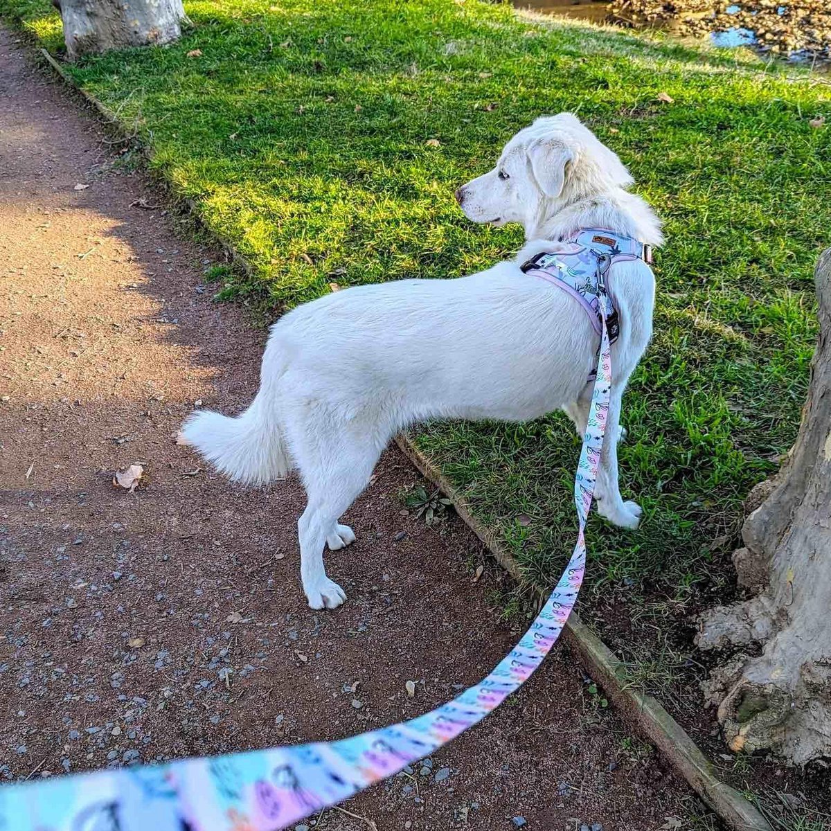Pastel dog leash