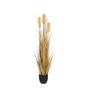 Pluimgras gras in pot goud