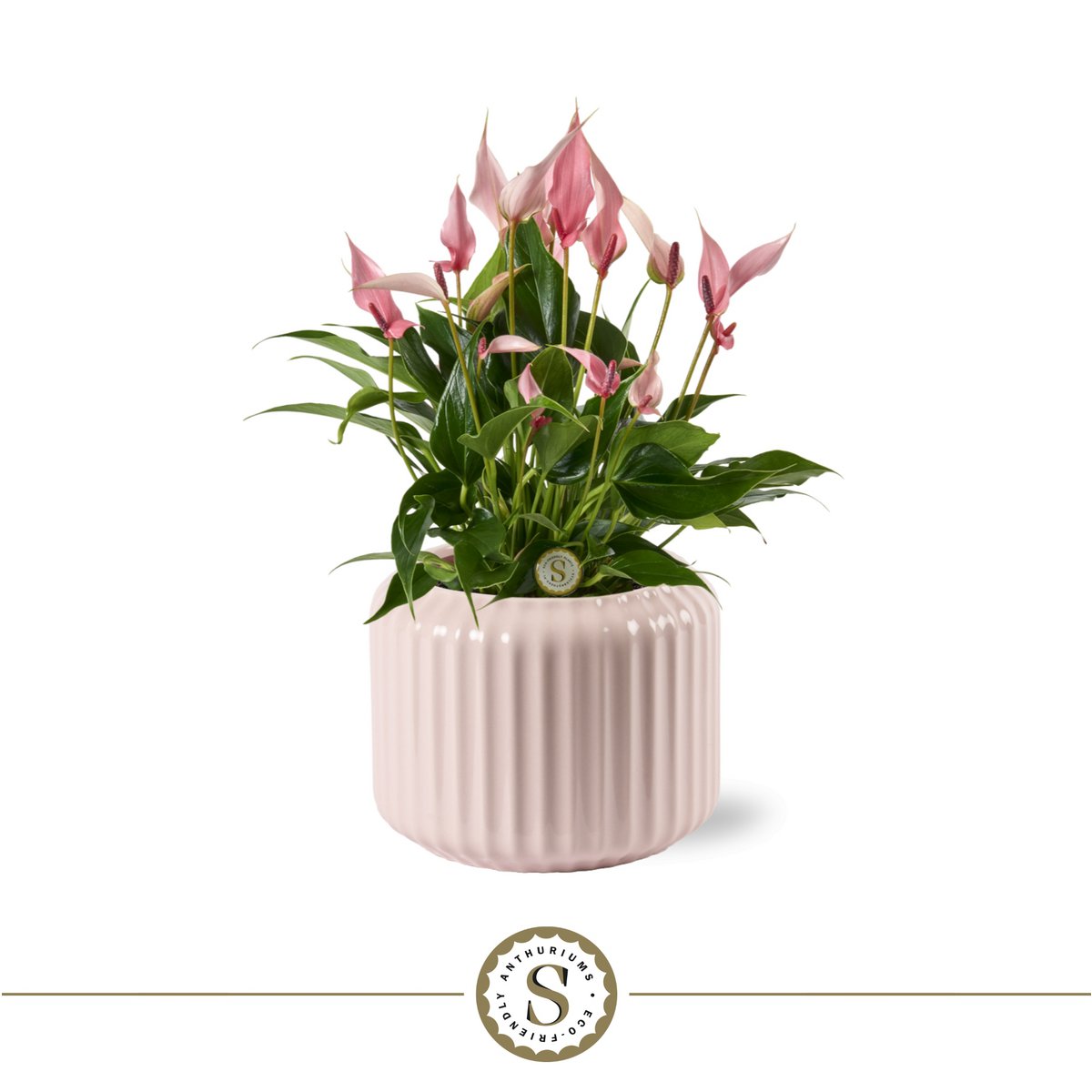 Bologne pastel rose lilli