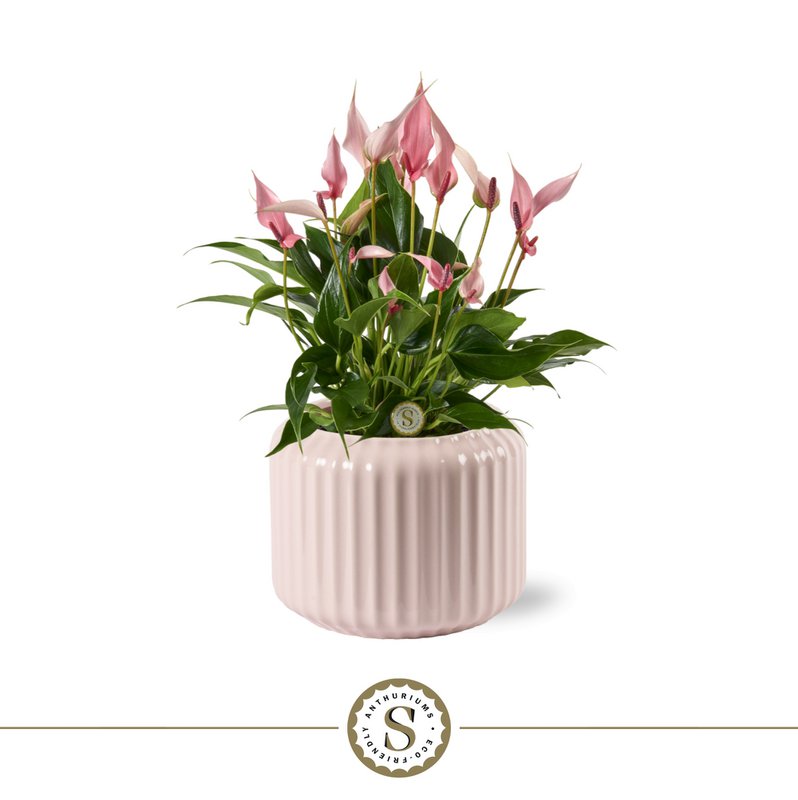 Bologna Pastell Pink Lilli