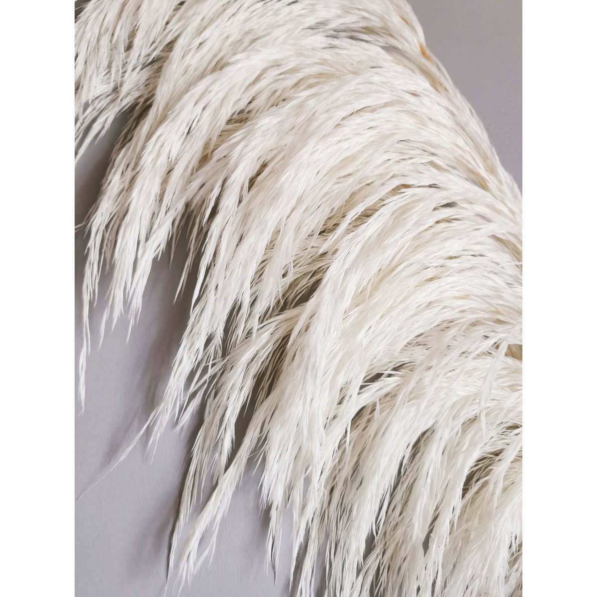 Pampa Grass , Preserved, White +/- 80cm, 1 stem