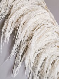 Hierba de la Pampa, Preservada, Blanca +/- 80cm, 1 tallo