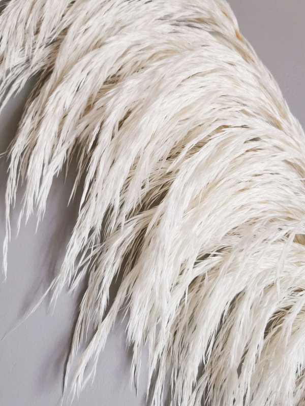Hierba de la Pampa, Preservada, Blanca +/- 80cm, 1 tallo