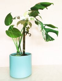 Tall, green plant with large leaves in a turquoise pot. Ideal for indoor or outdoor use. Suitable for a variety of spaces.