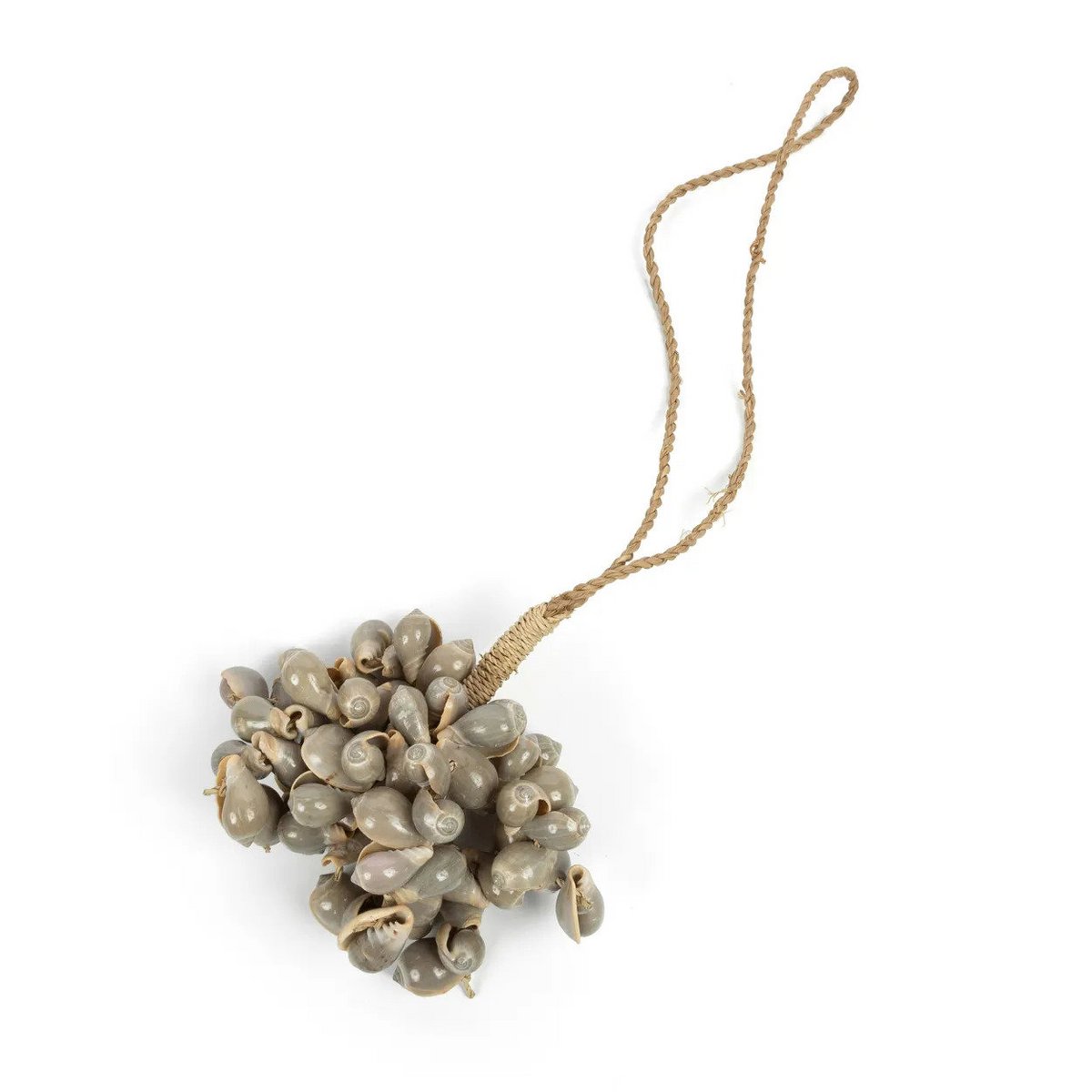 Die graue Muschelquaste