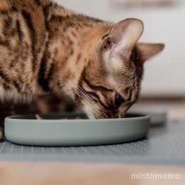 ne&no® Silikon Futterschale - Schnurrhaarfreundlich - extra flach - für Katzen