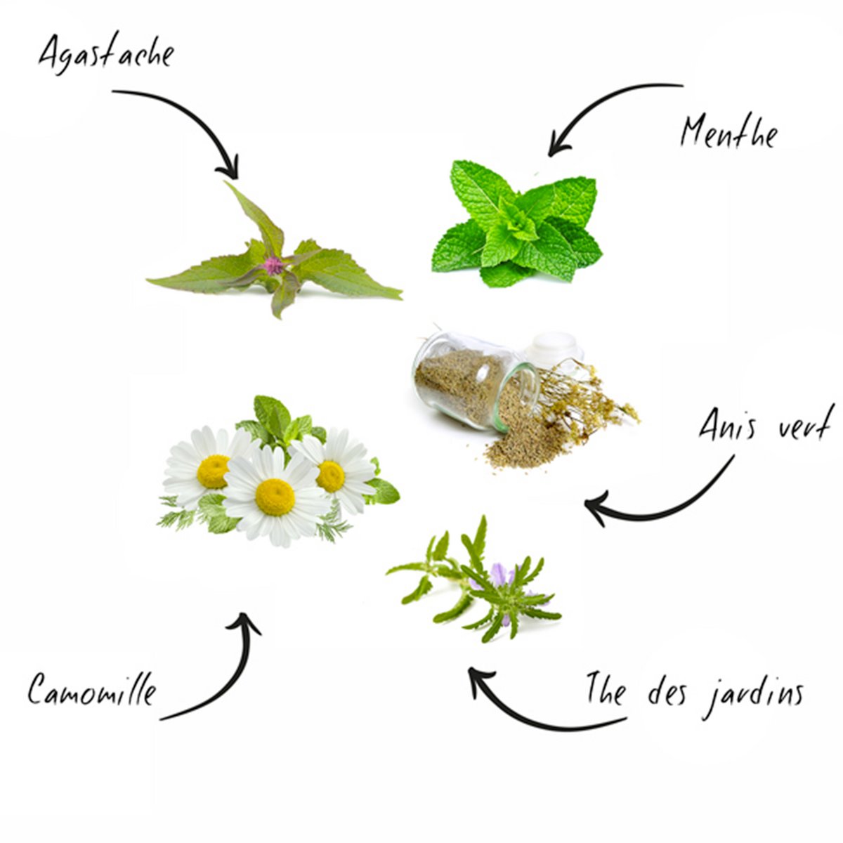 CULTIVEA® Mini Kit Ready to Grow World Teas - 100% organic seeds - Garden and enjoy - Gift idea (Garden tea, mint, chamomile, agastache, green anise)