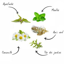 CULTIVEA® Mini Kit Ready to Grow World Teas - 100 % økologiske frø - Have og nyd - Gaveidé (Havete, mynte, kamille, agastache, grøn anis)