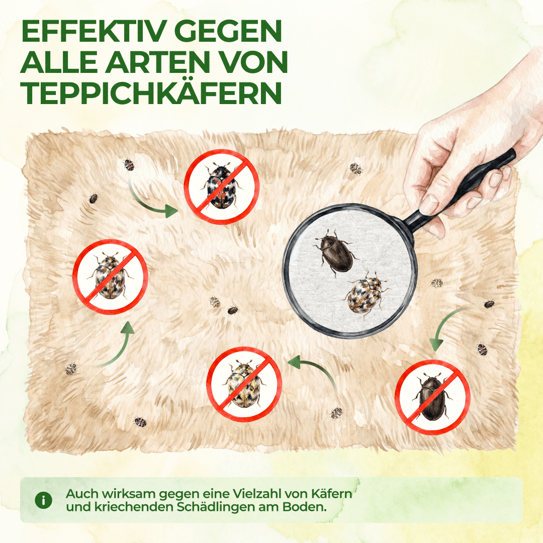 Teppichkäfer Falle