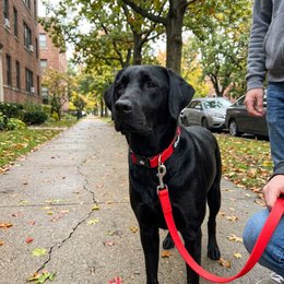 Waterproof multi-position leash Red