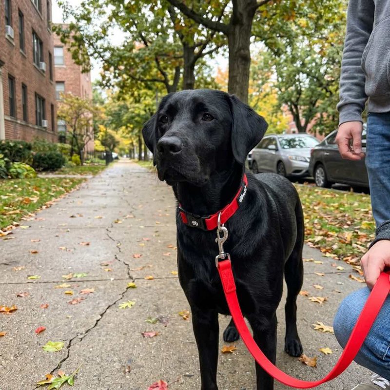 Waterproof multi-position leash Red