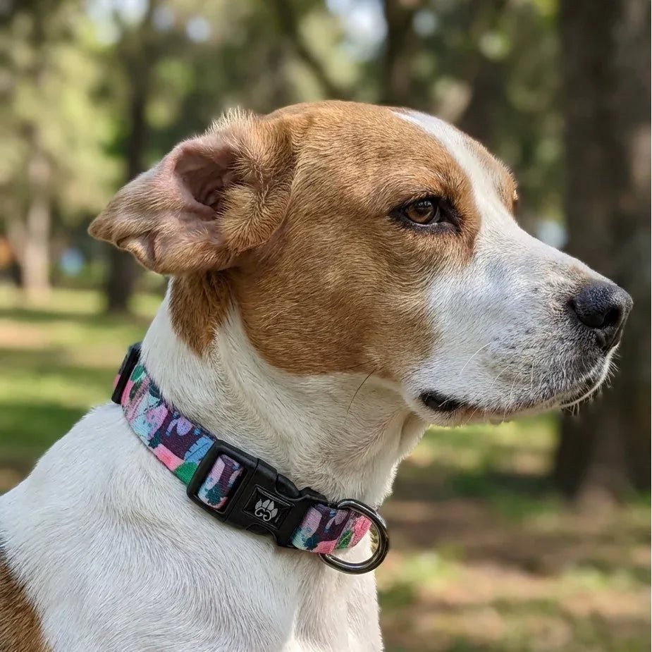 Collana per cani Cactus