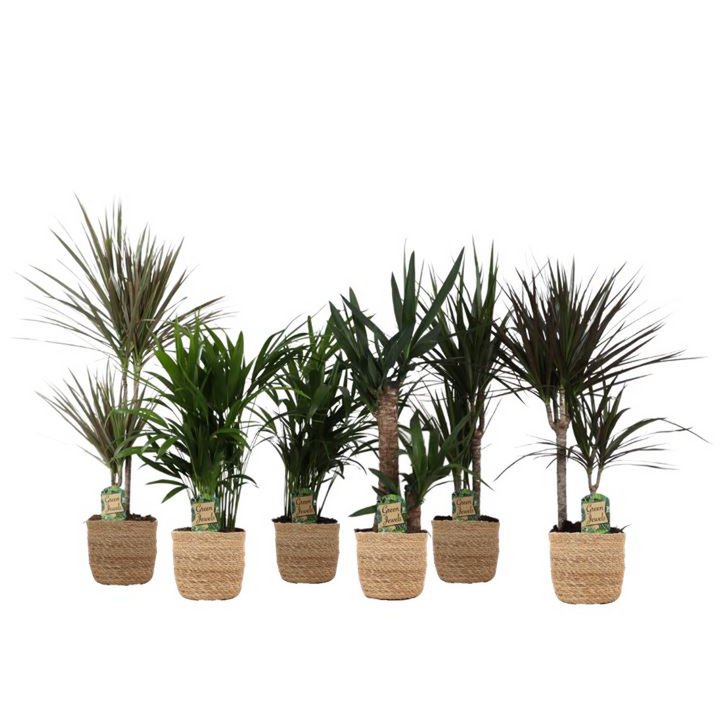 Mieszanka Jungle w koszyku Gaby str. 17
