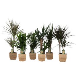 Mieszanka Jungle w koszyku Gaby str. 17