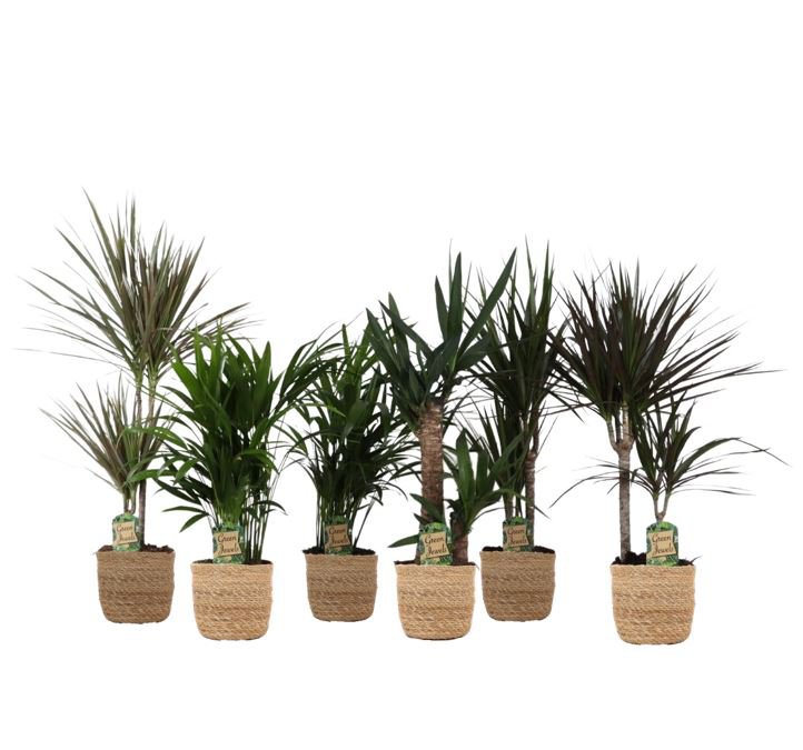 Mieszanka Jungle w koszyku Gaby str. 17