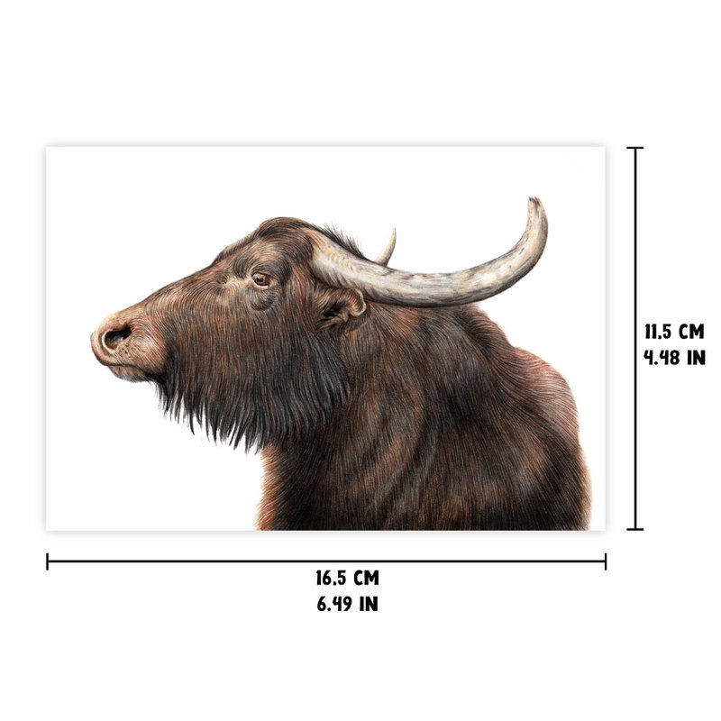 Water Buffalo Greeting Card, Animal Birthday Cards, Farm Cards