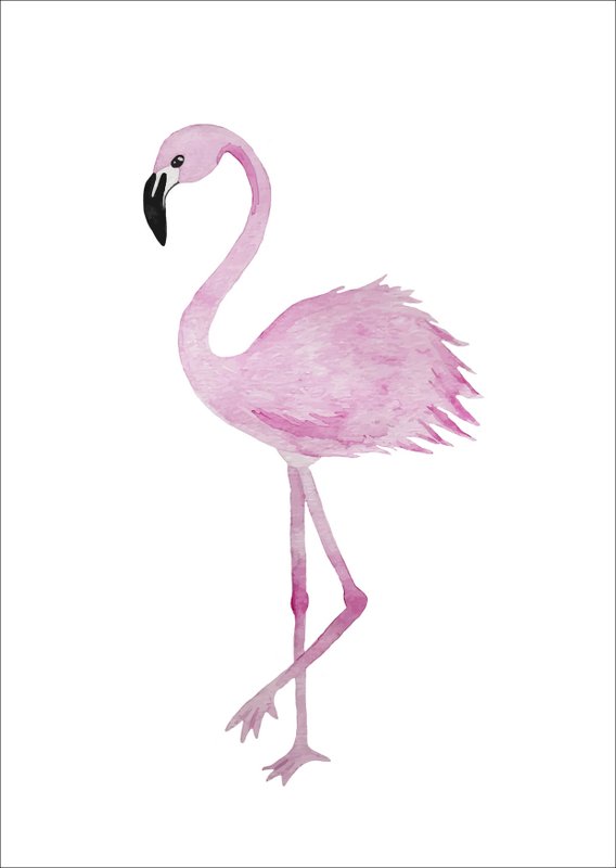 Postcard - Flamingo