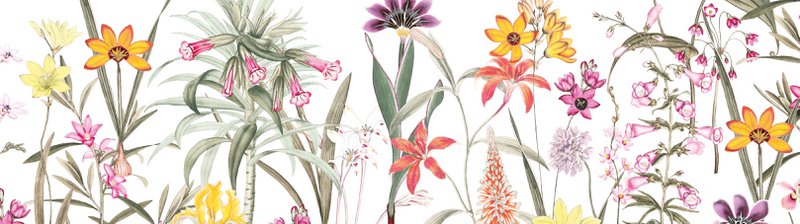 Selbstklebende Bordüre „Botanical Garden” Mehrfarbig auf Weiss