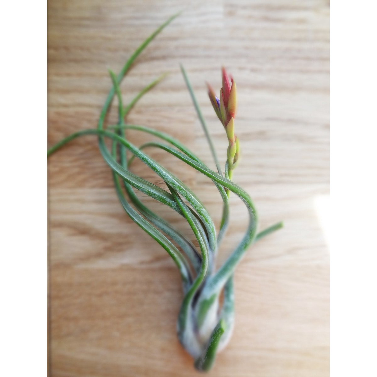Tillandsia Caput-Medusa