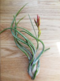 Tillandsia Caput-Medusa