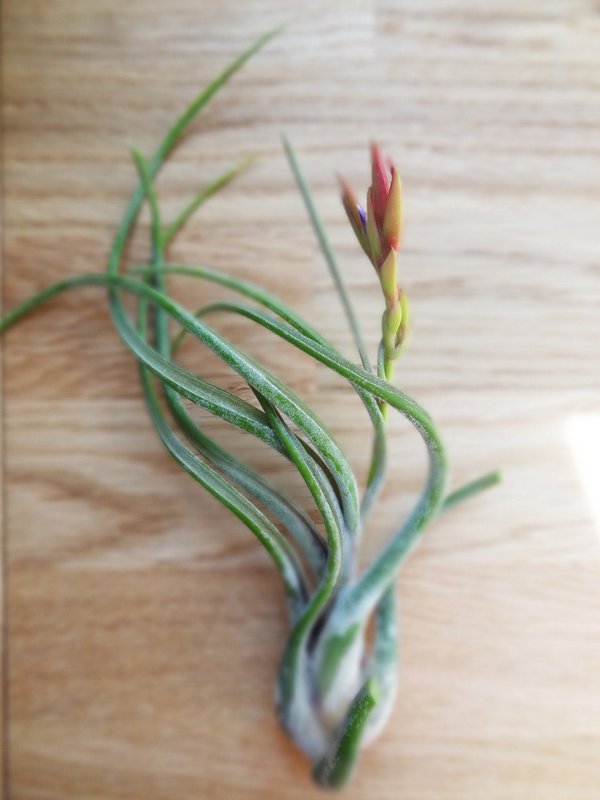 Tillandsia Caput-Medusa