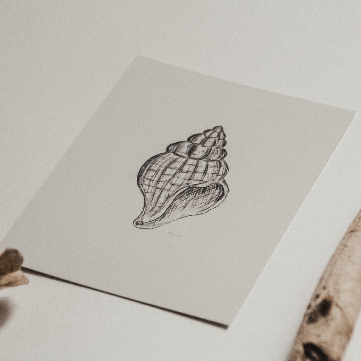 Postcard whelk