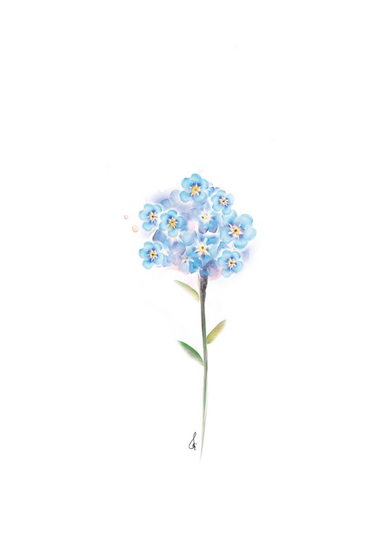 Glem mig ikke blomst