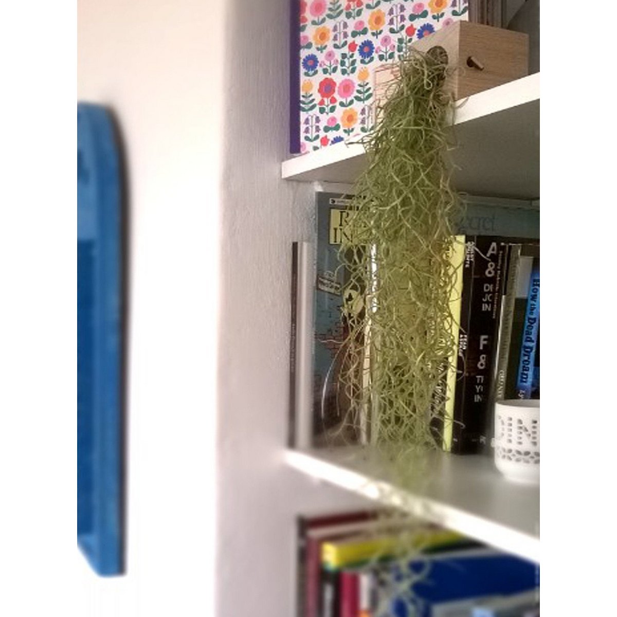 Tillandsia Usneoidus (hiszpański mech)