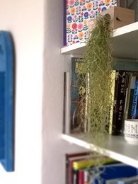 Tillandsia Usneoidus (Spanisches Moos)