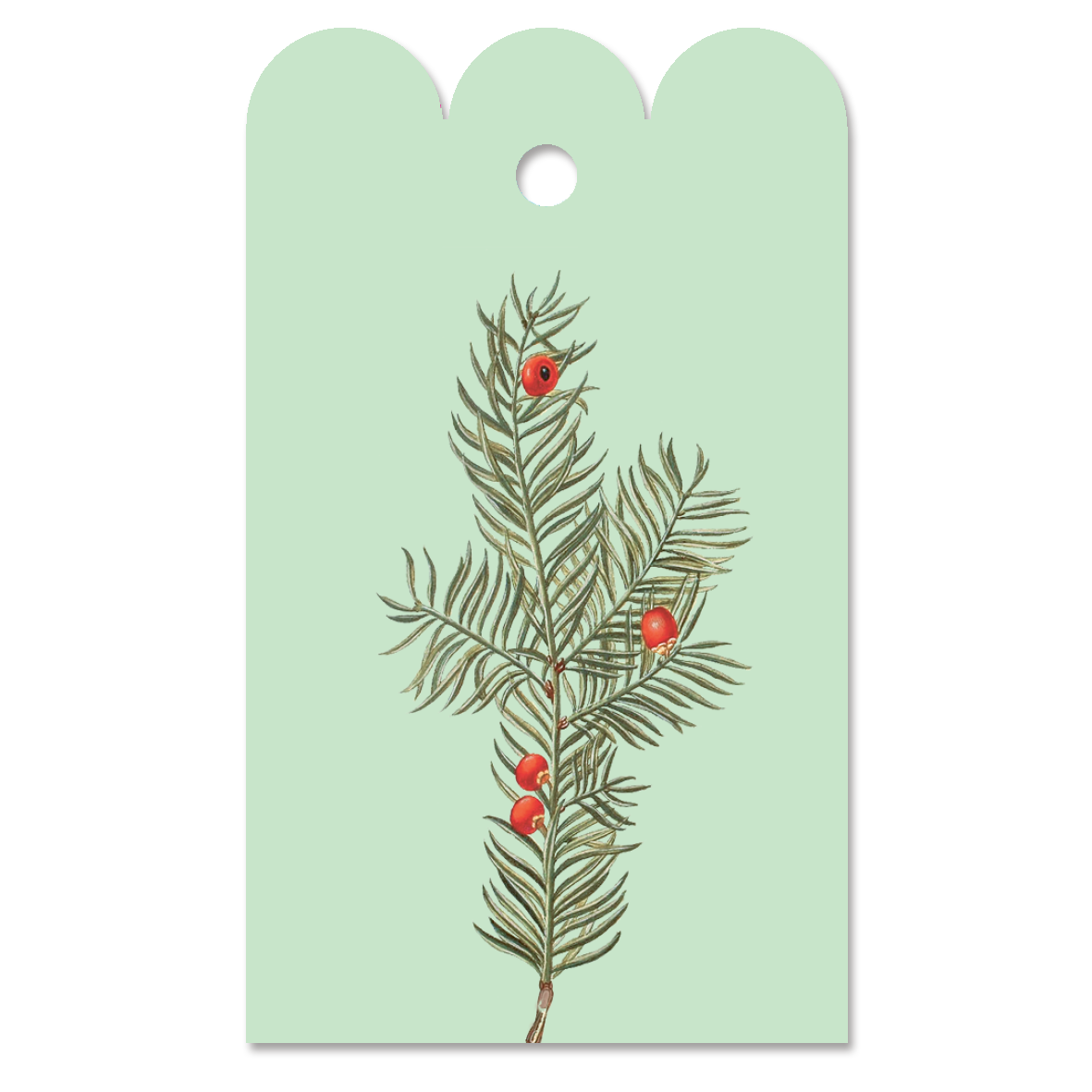Gift Tag Taxus