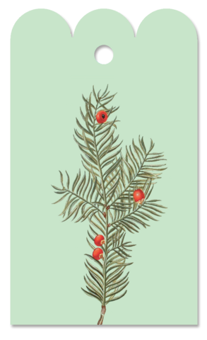 Gift Tag Taxus
