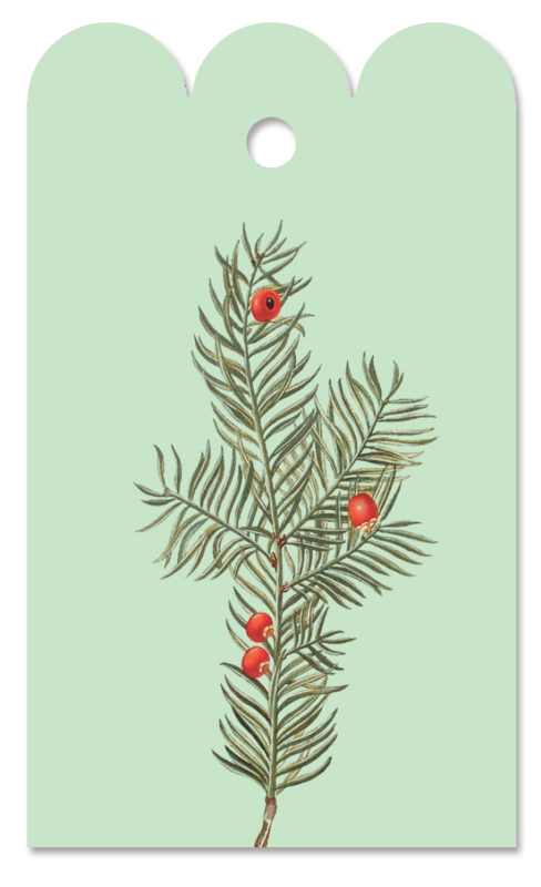 Gift Tag Taxus