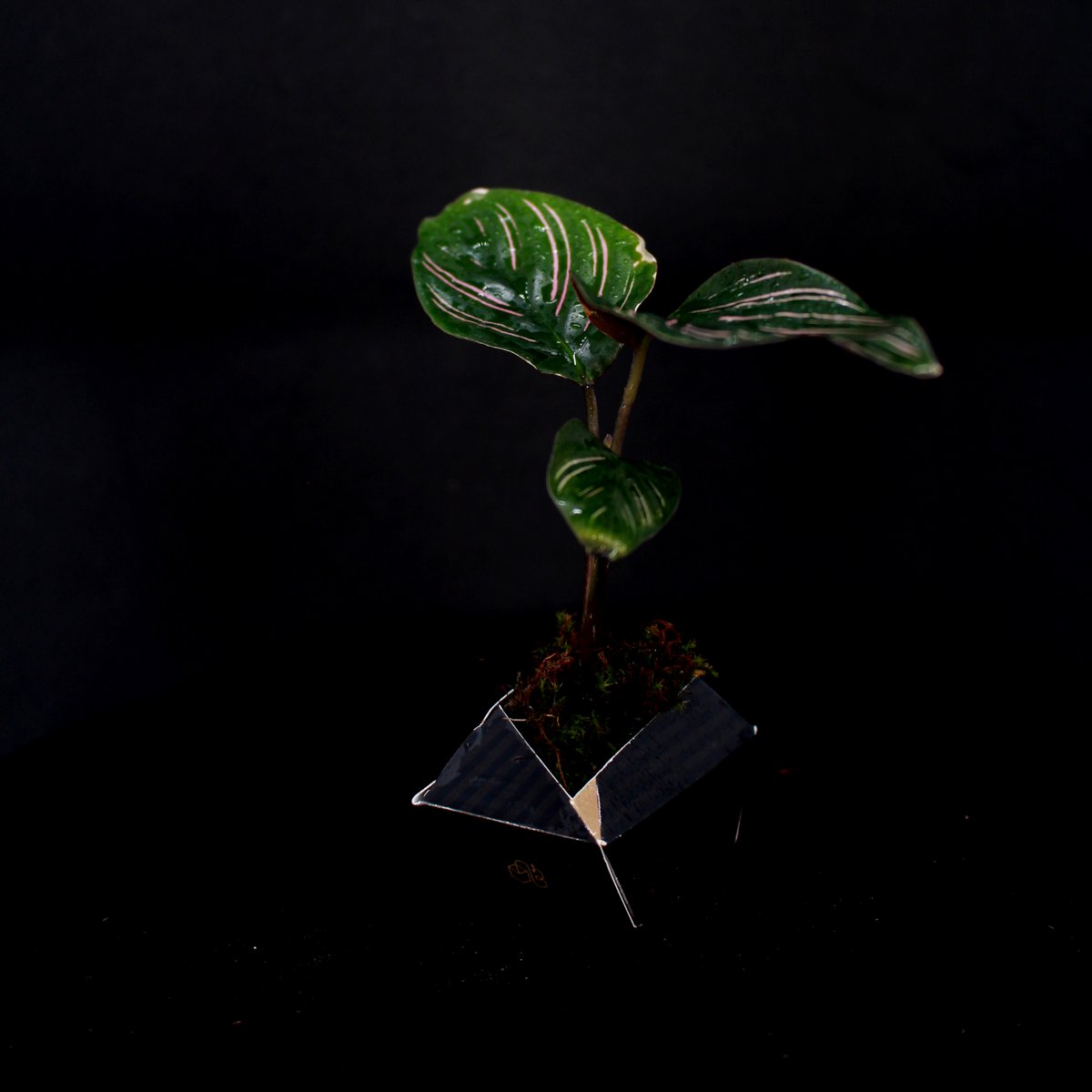 3OriBon - Sumi zwart