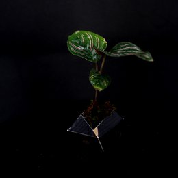 3OriBon - Sumi czarny